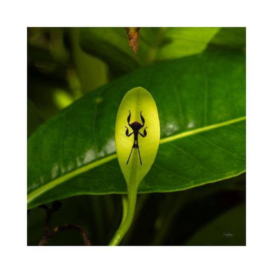 Daintree FNQ - Macro-Photography Workshop - April 8th to 12th - 2026 - 2 Places Available