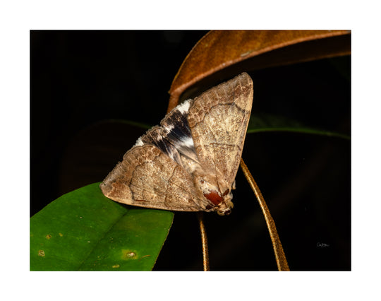 Daintree FNQ - Macro-Photography Workshop - April 8th to 12th - 2026 - 2 Places Available
