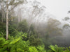 Ferns of the Blue Mountains