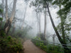 Foggy Pathways