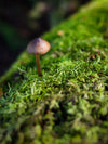 Excursie voor macrofotografie - Cradle Mt National Park - 24 en 25 augustus 2024 - 8 plaatsen beschikbaar