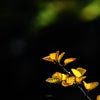 Excursie voor macrofotografie - Mt Field Park - 26 en 27 augustus 2024 - 8 plaatsen beschikbaar