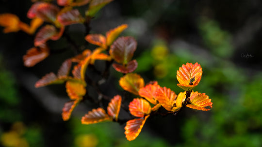 Tarkine to Cradle Autumn Mt Workshop - 12 tot 18 april - 2024 - UITVERKOCHT!! 