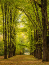 Daylesford Autumn PhotoDay - May 12th - 2024 - 8 Places Available