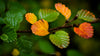 Excursie voor macrofotografie - Cradle Mountain National Park - 3 en 4 mei 2024 - UITVERKOCHT!!