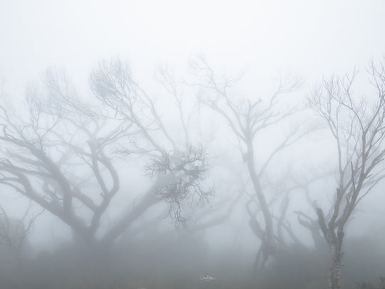 Winter High Country Photo Tour - 9-14th August 2027 - SOLD OUT!!!