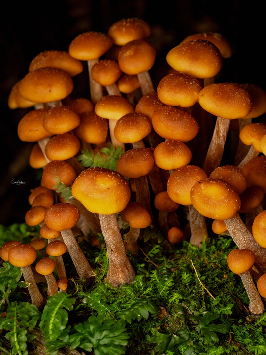 Tarkine Macro-Photography Workshop - July 7th to 11th - 2027 - 5 Places Available