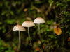 Excursie voor macrofotografie - Cradle Mountain National Park - 3 en 4 mei 2024 - UITVERKOCHT!!