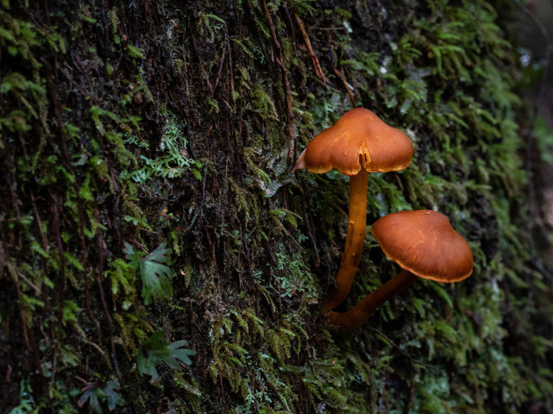 Excursie voor macrofotografie - Cradle Mt National Park - 24 en 25 augustus 2024 - 8 plaatsen beschikbaar