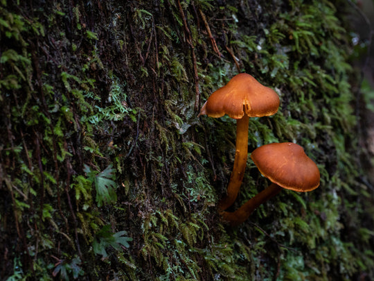 Excursie voor macrofotografie - Cradle Mt National Park - 24 en 25 augustus 2024 - 8 plaatsen beschikbaar