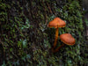 Macro Photography Field Trip - Cradle Mountain National Park - May 3rd & 4th 2024 - SOLD OUT!!