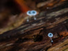 Excursie voor macrofotografie - Cradle Mt National Park - 24 en 25 augustus 2024 - 8 plaatsen beschikbaar