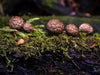 Excursie voor macrofotografie - Cradle Mountain National Park - 3 en 4 mei 2024 - UITVERKOCHT!!