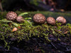 Excursie voor macrofotografie - Cradle Mt National Park - 24 en 25 augustus 2024 - 8 plaatsen beschikbaar