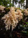 Excursie voor macrofotografie - Cradle Mt National Park - 24 en 25 augustus 2024 - 8 plaatsen beschikbaar