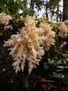 Excursie voor macrofotografie - Cradle Mountain National Park - 3 en 4 mei 2024 - UITVERKOCHT!!