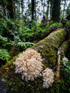 Excursie voor macrofotografie - Cradle Mt National Park - 24 en 25 augustus 2024 - 8 plaatsen beschikbaar