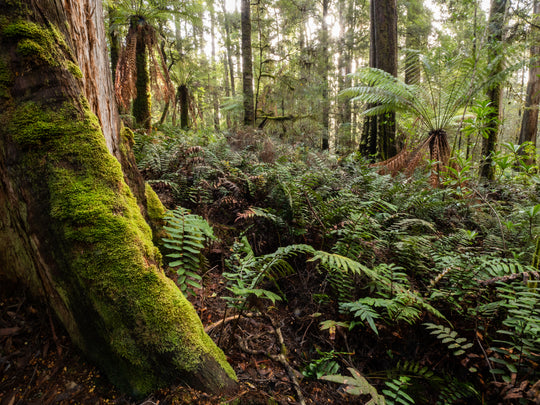 Tarkine Macro-Photography Workshop - July 7th to 11th - 2027 - 5 Places Available