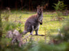 Bruny Island Fotografieworkshop - 18 tot 20 augustus - 2023 - Nog maar 3 plaatsen over!