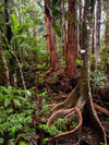 OM Day - Springbrook NP QLD - August 17th - 2024