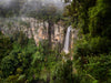 OM Day - Springbrook NP QLD - August 17th - 2024