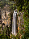OM Day - Springbrook NP QLD - August 17th - 2024
