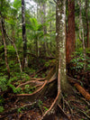 OM Day - Springbrook NP QLD - August 17th - 2024