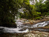 OM Day - Springbrook NP QLD - August 17th - 2024