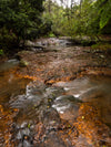 OM Day - Springbrook NP QLD - August 17th - 2024