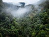 OM Day - Springbrook NP QLD - August 17th - 2024