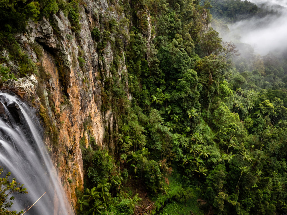 OM Day - Springbrook NP QLD - August 17th - 2024