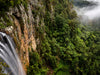 OM Day - Springbrook NP QLD - August 17th - 2024