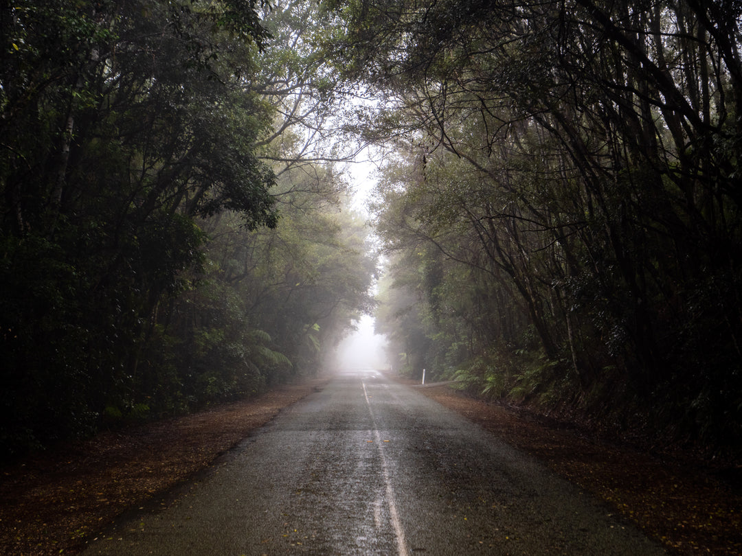OM Day - Springbrook NP QLD - August 18th - 2024