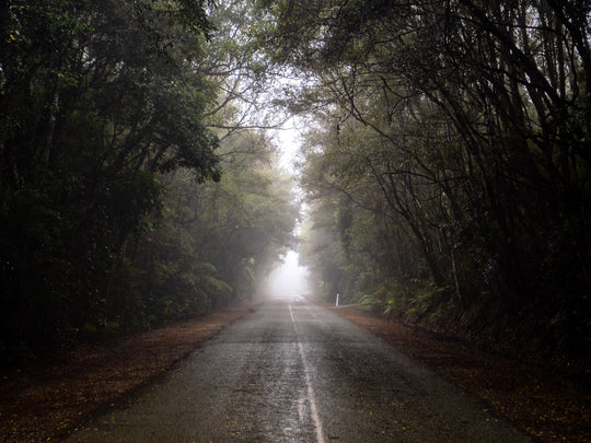 OM Day - Springbrook NP QLD - August 18th - 2024