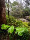 OM Day - Springbrook NP QLD - August 17th - 2024