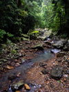 OM Day - Springbrook NP QLD - August 17th - 2024