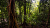 OM Day - Springbrook NP QLD - August 18th - 2024
