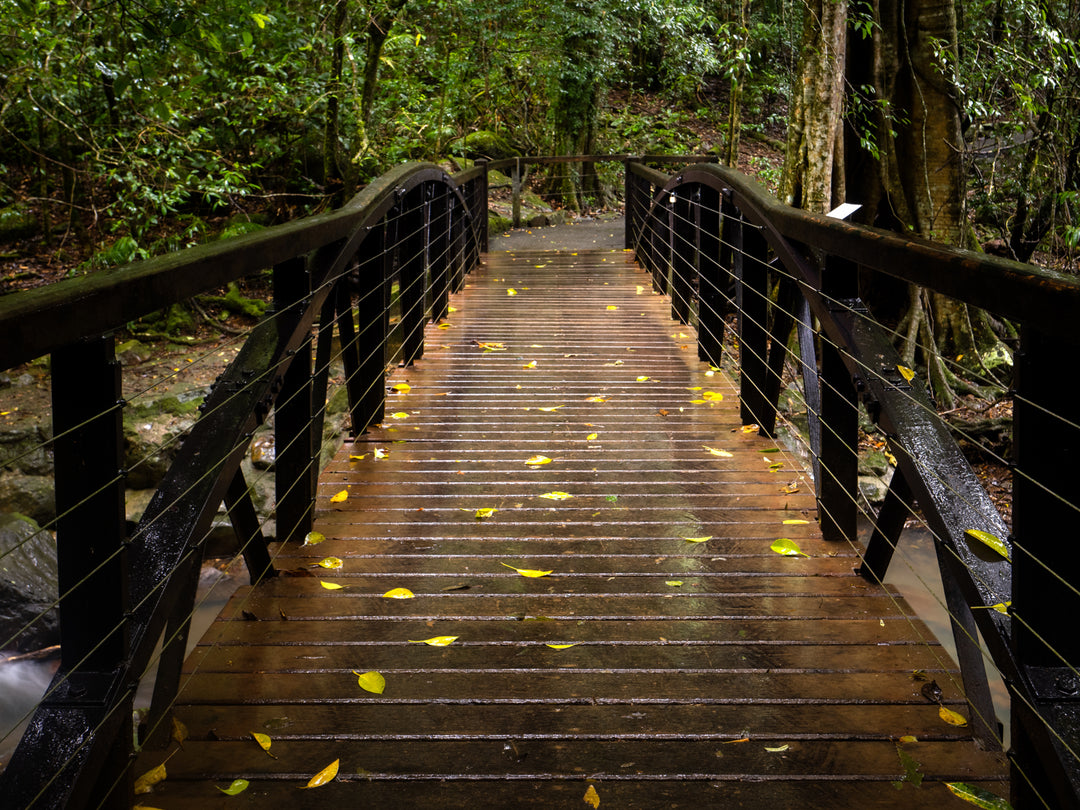 OM Day - Springbrook NP QLD - August 18th - 2024