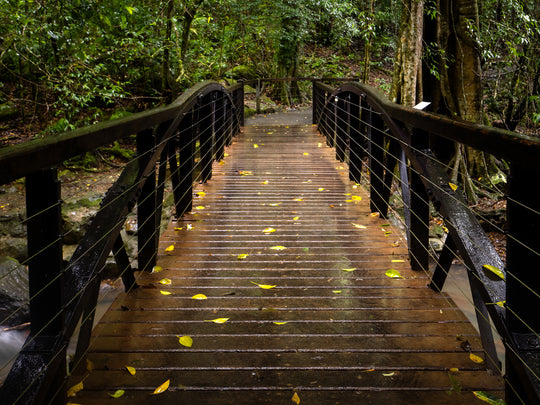 OM Day - Springbrook NP QLD - August 18th - 2024