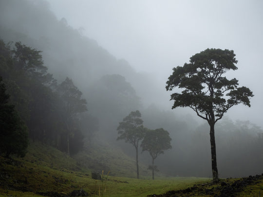 OM Day - Springbrook NP QLD - August 18th - 2024