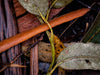 Bruny Forest Floors