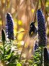 Bruny Island Fotografieworkshop - 26 tot 28 mei - 2023 - UITVERKOCHT!!!