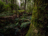 Forests of Bruny Island