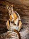 Ikara - Flinders Ranges &amp; Surrounds Photography Workshop - 5 tot 10 juli - 2024 - UITVERKOCHT!! 