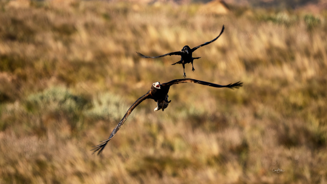 Ikara - Flinders Ranges &amp; Surrounds - 28 augustus tot 2 september - 2024 - PRIJSVERLAGING!!! 