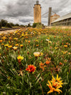 DSPS - Murray to Mallee Photography Workshop - March 28th to April 1st - 2025 - 8 Places Available