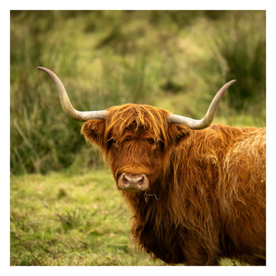 Scotland - Autumn 2028 - October 16th to October 26th - 2028 - 6 Places Available