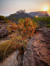 Kakadu National Park Fototour - 1 tot 5 december 2024 - slechts 6 plaatsen!!! 