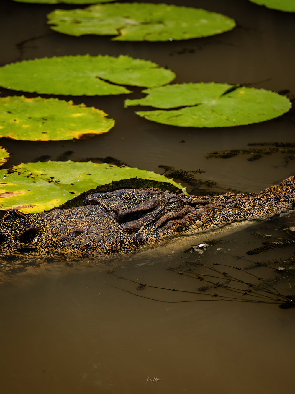 Kakadu Wildlife & Landscape Photo Tour - December 1st to 5th 2025 - 3 Places Available