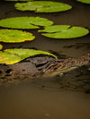 Kakadu National Park Fototour - 1 tot 5 december 2024 - slechts 6 plaatsen!!! 